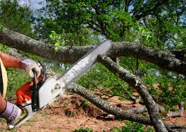 Best Tree Preservation Services  in Passaic, NJ