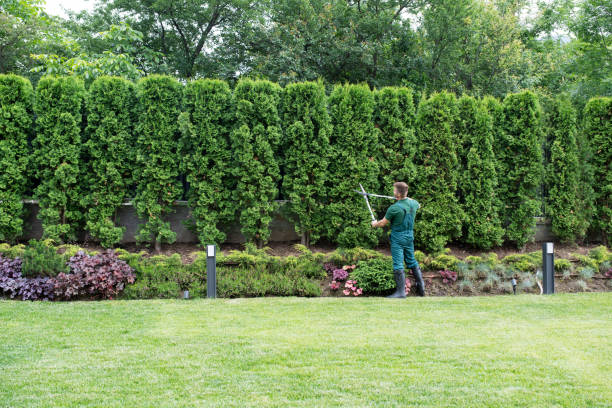 Best Tree Maintenance Programs  in Passaic, NJ