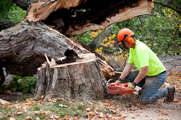 Best Aeration Services  in Passaic, NJ